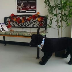 Pikaso Pet Spa