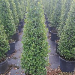 Perez Nursery