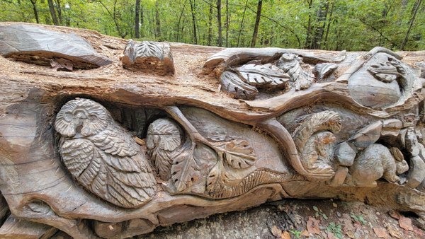 William B. Umstead State Park by null