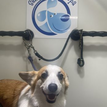 Self Serve Pet Spa - Super happy after bath - Pet Groomers Near Me - Bakersfield, California Self Serve Pet Spa - Super happy after bath - Pet Groomers Near Me - Bakersfield, California