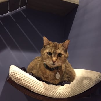 Kitty Chateau - Clari enjoying her bed with a view - Pet Boarding Near Me - San Francisco, California Kitty Chateau - Clari enjoying her bed with a view - Pet Boarding Near Me - San Francisco, California