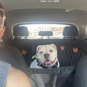 Chino Veterinary Hospital - Buddy is happy with Dr. Hill. - Veterinarians Near Me - Chino, California Chino Veterinary Hospital - Buddy is happy with Dr. Hill. - Veterinarians Near Me - Chino, California