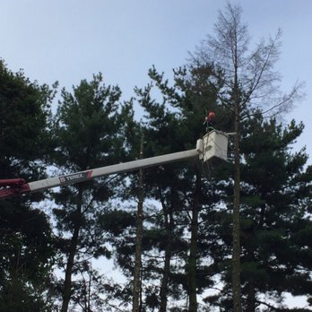 Friendly Tree Service - Tree Services Near Me