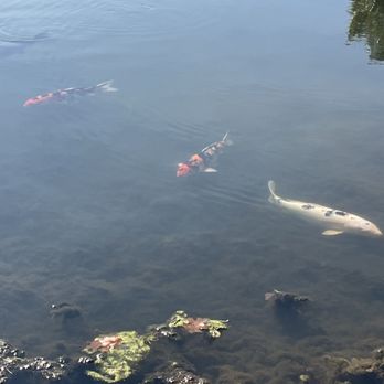 Stone Villa Wine Cellars - Huge koi - Wineries Near Me - Acme, Pennsylvania