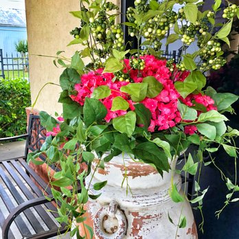 Wharton Dental - beautiful hydrangeas - General Dentistry Near Me - Wharton, Texas Wharton Dental - beautiful hydrangeas - General Dentistry Near Me - Wharton, Texas