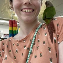 Pet Paradise - One of the smaller birds! These ones like being picked up more and enjoy being on shoulders.