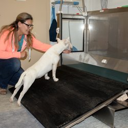 Praxis für Tierphysiotherapie - Einsteigen ins Unterwasserlaufband