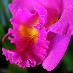 Currlin Orchideen - Close up of my rebloomed Catt. Am so proud of it ;-)