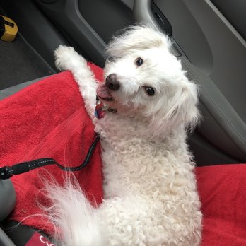 Compassionate Pet Vet - Veterinarians Near Me
