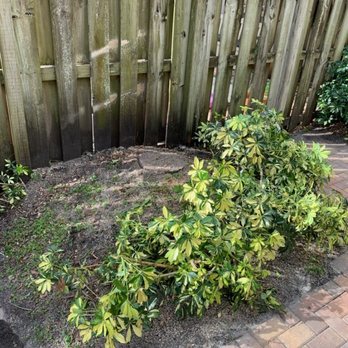 Acosta Tree Service - Where coconut tree was. It was about 20 ft high. - Tree Services Near Me - Miami, Florida Acosta Tree Service - Where coconut tree was. It was about 20 ft high. - Tree Services Near Me - Miami, Florida