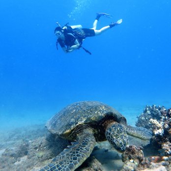 Destination Diving and Snorkel Maui - This folk surprises us... I never thought that we could be this lucky... - Scuba Diving Near Me