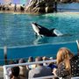 Photo of Orca Encounter