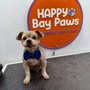 Happy Bay Paws