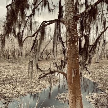 Brazos Bend State Park - Parks Near Me - Needville, Texas