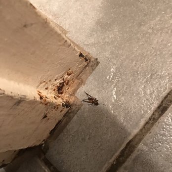 Super 8 by Wyndham Ozona - One of several dead bugs - Hotels Near Me - Ozona, Texas