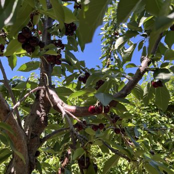 Three Nunns Farm - Plentiful cherries - Pumpkin Patches Near Me - Brentwood, California Three Nunns Farm - Plentiful cherries - Pumpkin Patches Near Me - Brentwood, California