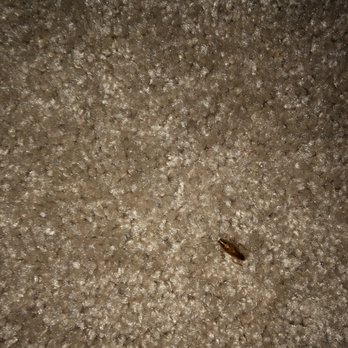 K A B Realty Management - Cockroach in the living room - Property Management Near Me - Dover, New Hampshire