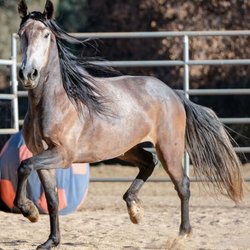 All About Equine Animal Rescue
