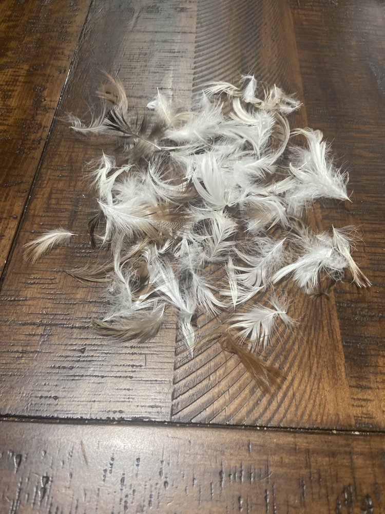 MODANI FURNITURE TAMPA 10 Photos & 15 Reviews 201 S Dale Mabry Hwy