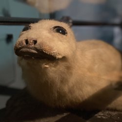 Mermaid Museum