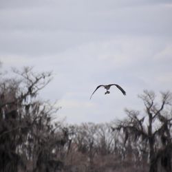 Mossy Brake Camp Caddo Lake Swamp Tours - Osprey with it's prey