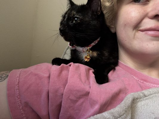 PAWS Chicago by null