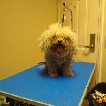 Blue’s Pet Styling - Pet Groomers Near Me Blue’s Pet Styling - Pet Groomers Near Me