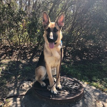 Off Leash K9 Training Charleston - Pet Training Near Me Off Leash K9 Training Charleston - Pet Training Near Me