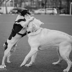 Rachel's Pet Care - Play date