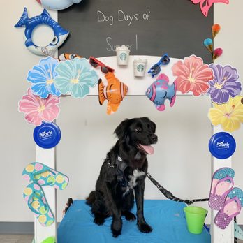 Bark - Dog - Pet Training Near Me - Virginia Beach, Virginia