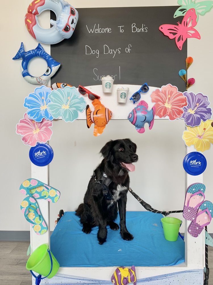 Bark - pet boarding facility in Virginia Beach, VA