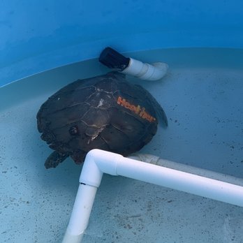 The Turtle Hospital - Veterinarians Near Me - Marathon, Florida