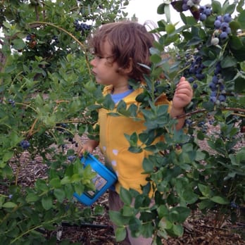 Temecula Berry - Look how big and plump the berry's are! Why would u ever buy store bought if u live in Temecula! - Farms Near Me - Temecula, California
