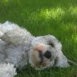 Otis lounging in the grass waiting for a belly rub! Otis lounging in the grass waiting for a belly rub!