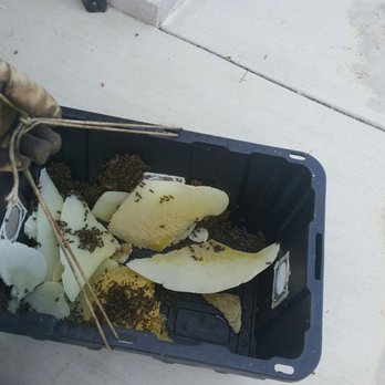 Bee Wranglers - It's a wrap. - Pest Control Near Me - Riverside, California