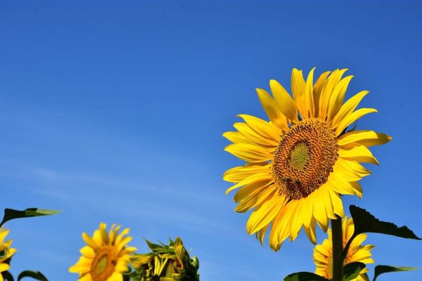 Family Behavioral Health