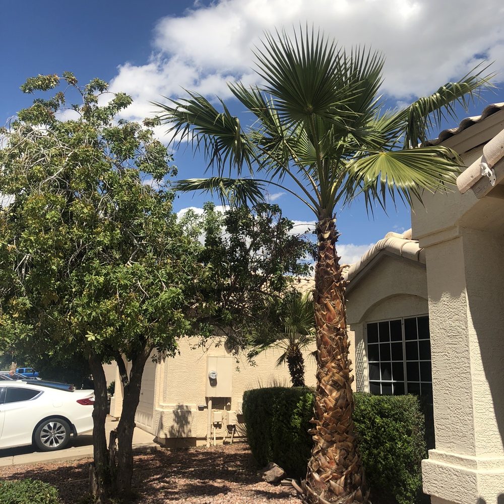 Cleaned up around our palms and cleaned up all the bushes that were overgrown! Great work!