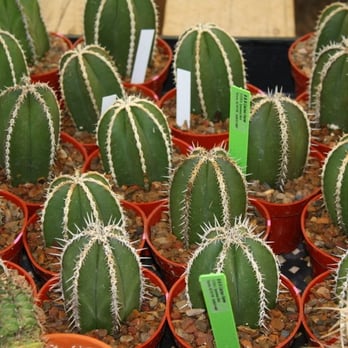 B & B Cactus Farm - Nurseries & Gardening Near Me - Tucson, Arizona