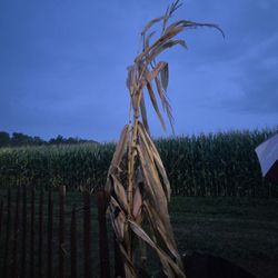 Mapleside Farms