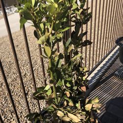 Steve Allen Landscaping