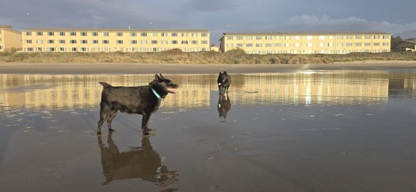 Chinook Winds Casino Resort by null