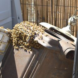 Dons Bees Termites And Weeds - The Bees