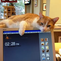 Midway Animal Hospital - Our hospital greeter.