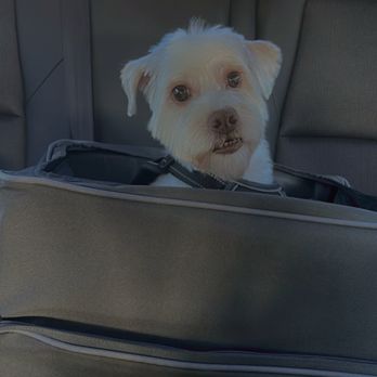 Your Friendly Groomer - After hair cut - Pet Groomers Near Me - Palm Desert, California Your Friendly Groomer - After hair cut - Pet Groomers Near Me - Palm Desert, California
