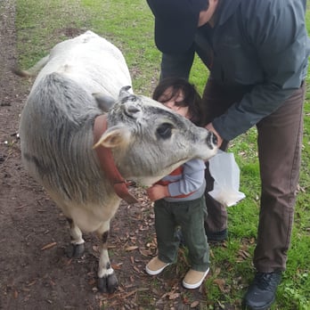 Firefly Distillery - I declare, this cow has the best name ever. - Distilleries Near Me - North Charleston, South Carolina