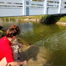 Florida International University - The bridge to see all the turtles