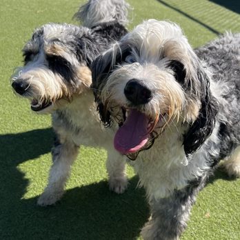 Duluth Dog Depot - Ziggy and another Aussiedoodle found each other. I can't tell them apart. - Pet Groomers Near Me - Duluth, Georgia Duluth Dog Depot - Ziggy and another Aussiedoodle found each other. I can't tell them apart. - Pet Groomers Near Me - Duluth, Georgia