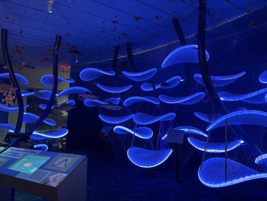 RMSC (Rochester Museum & Science Center) by null
