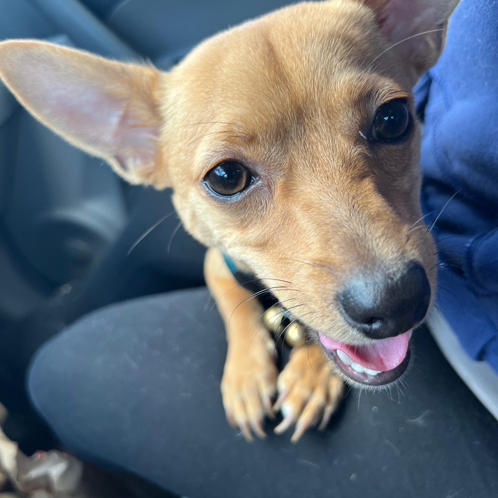 PetSmart - Our little Pom puppy - Pet Stores Near Me - Simi Valley, California PetSmart - Our little Pom puppy - Pet Stores Near Me - Simi Valley, California