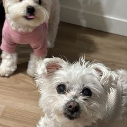 Vancouver Downtown Pet Hospital - from Soda and Nono Bean